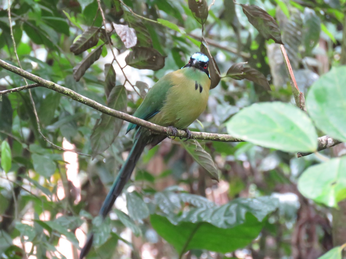 Andean Motmot - ML638371293