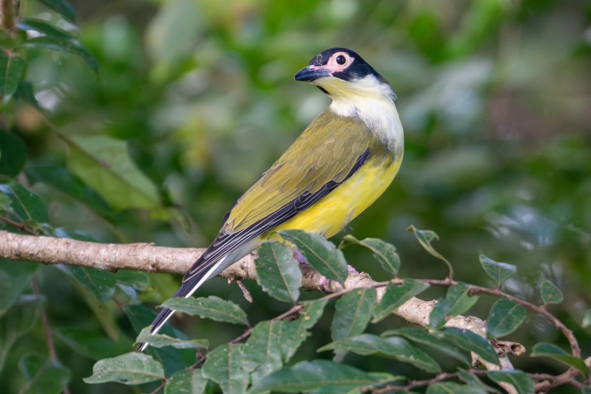 Australasian Figbird - ML638371326