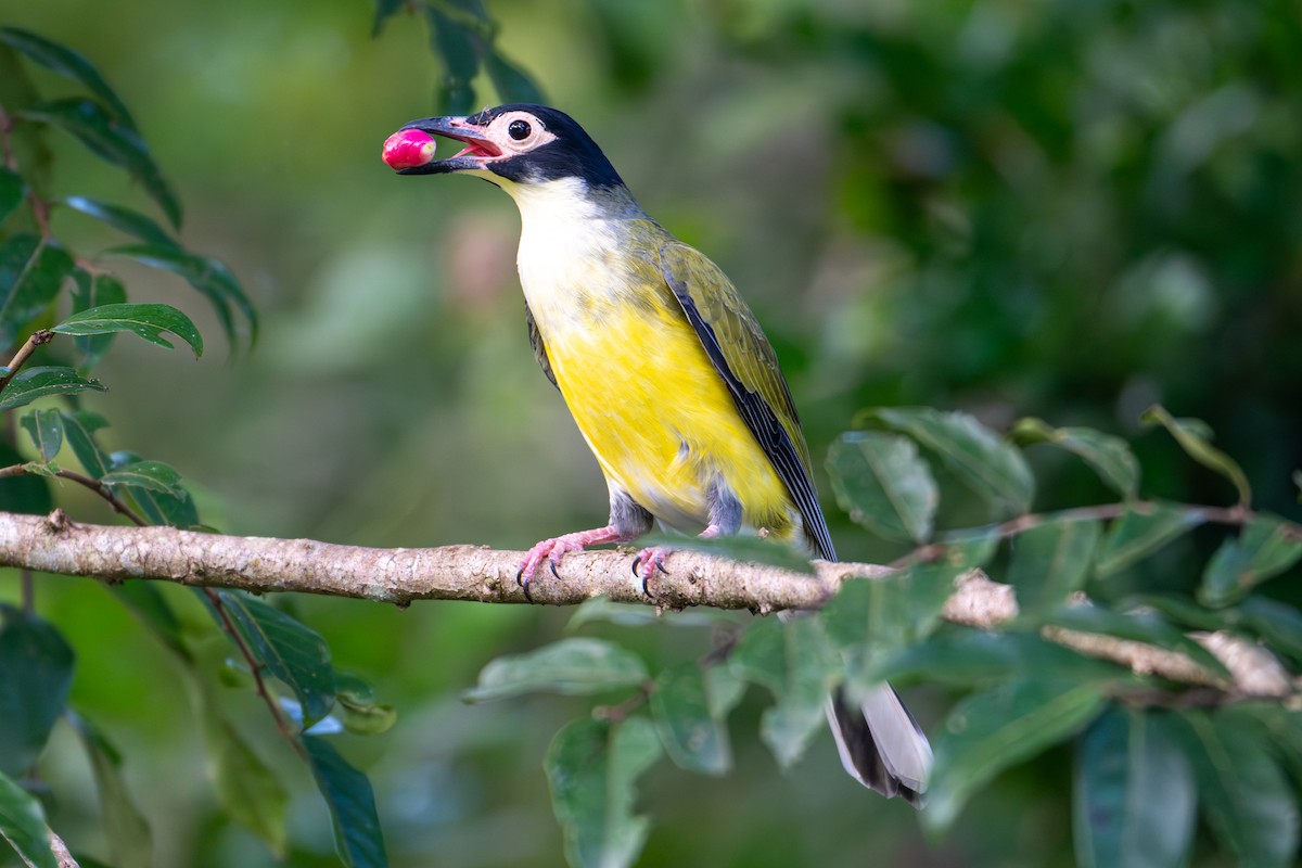 Australasian Figbird - ML638371328