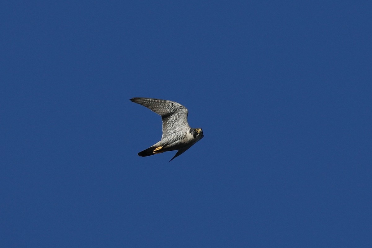 Peregrine Falcon - ML638371335