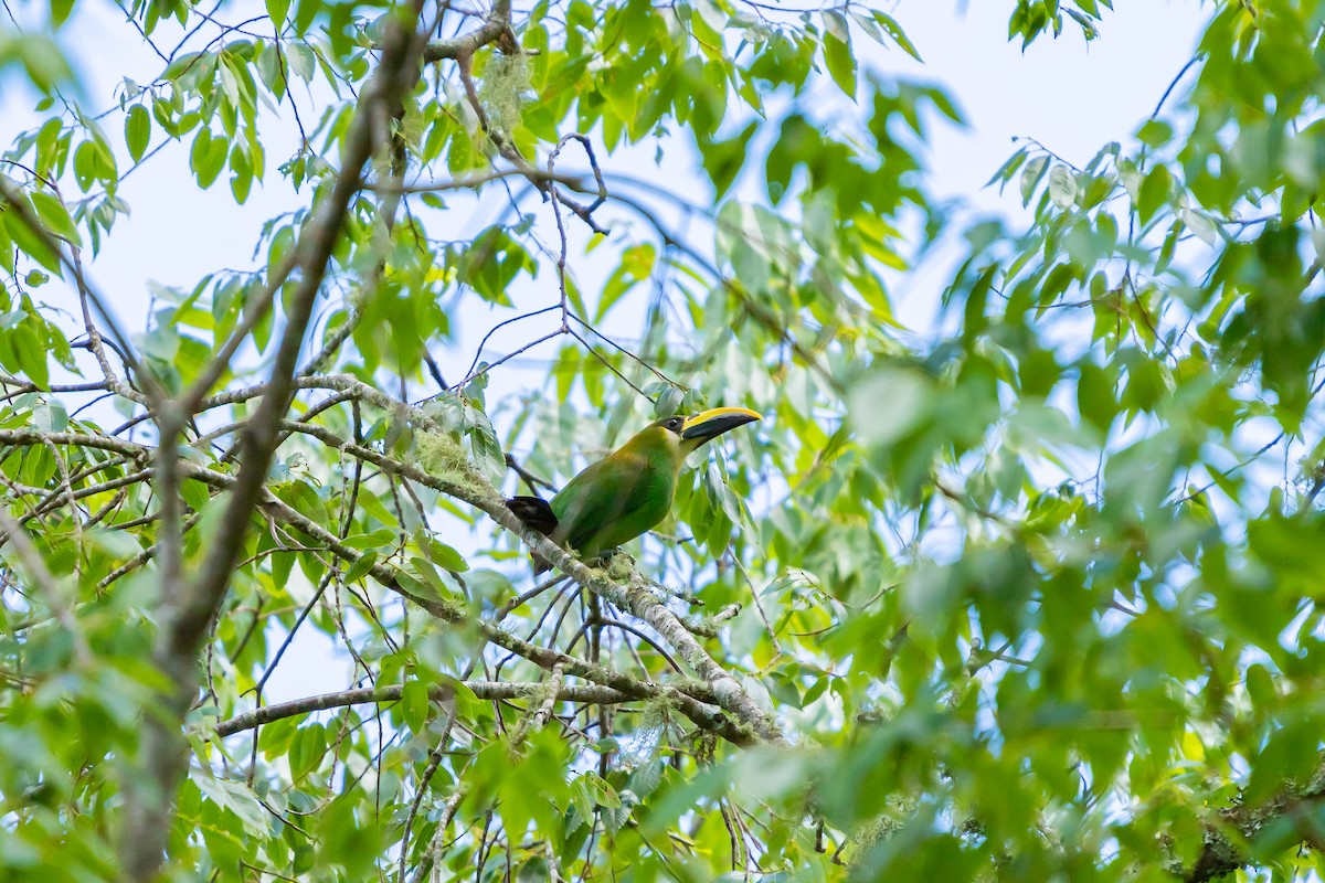 Northern Emerald-Toucanet - ML638371337