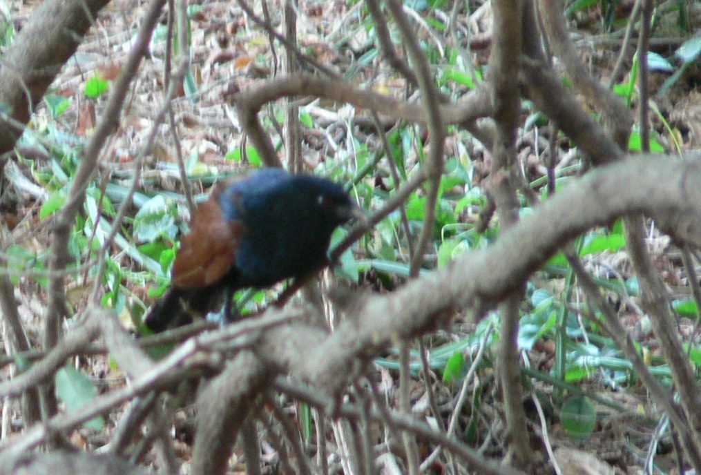 Malagasy Coucal - ML638371351