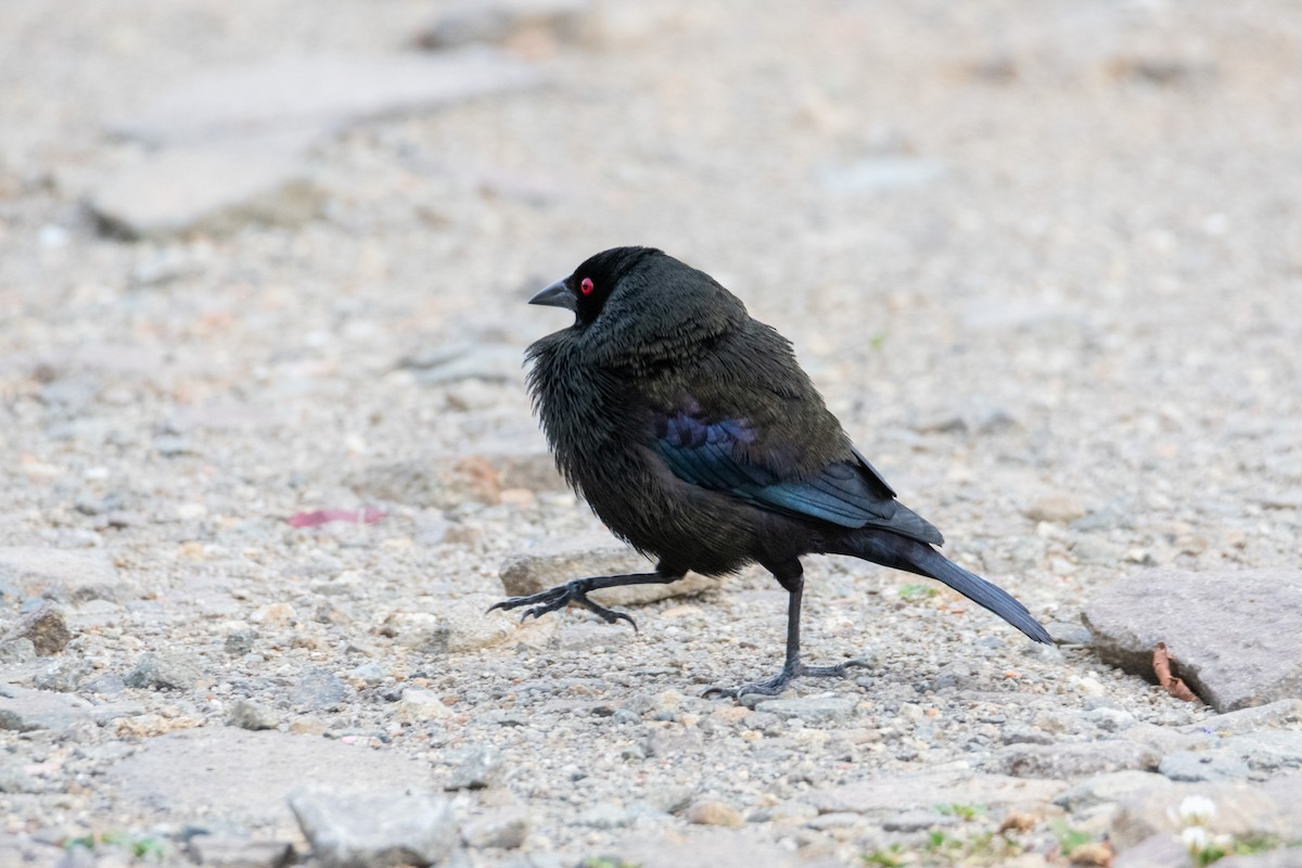 Bronzed Cowbird - ML638371352