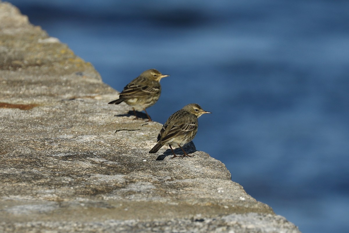 Rock Pipit - ML638371353