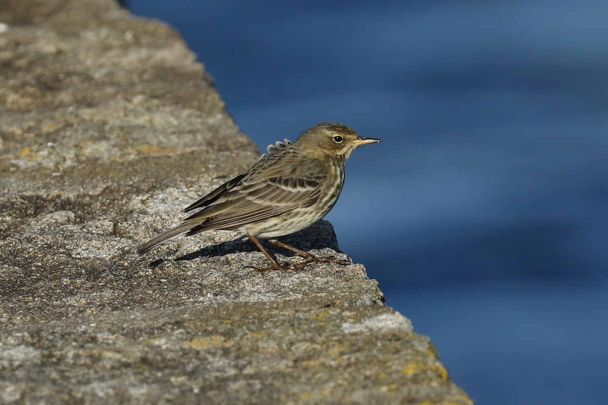 Rock Pipit - ML638371354