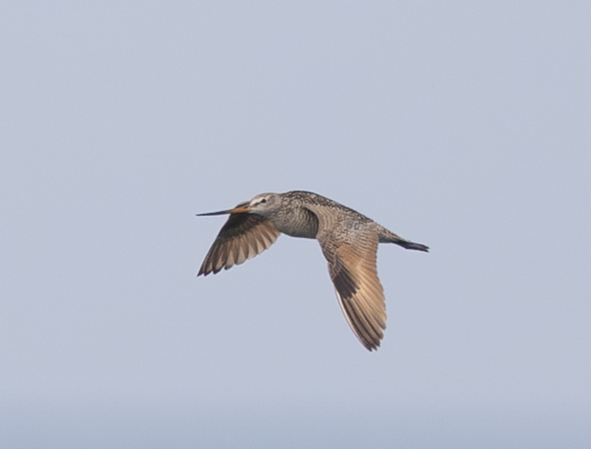 Marbled Godwit - ML638371373