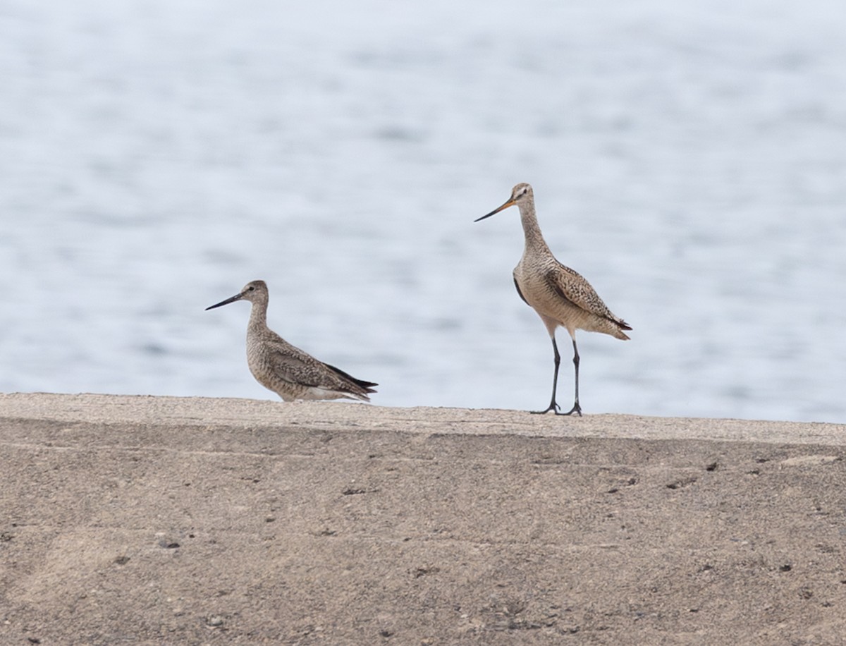 Marbled Godwit - ML638371381