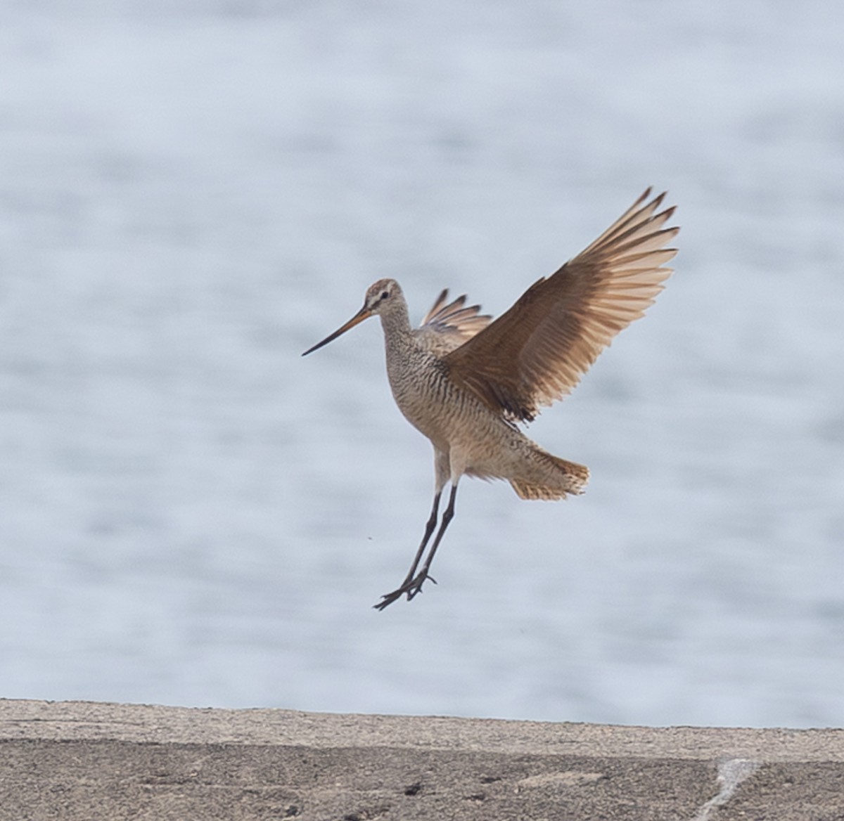 Marbled Godwit - ML638371382