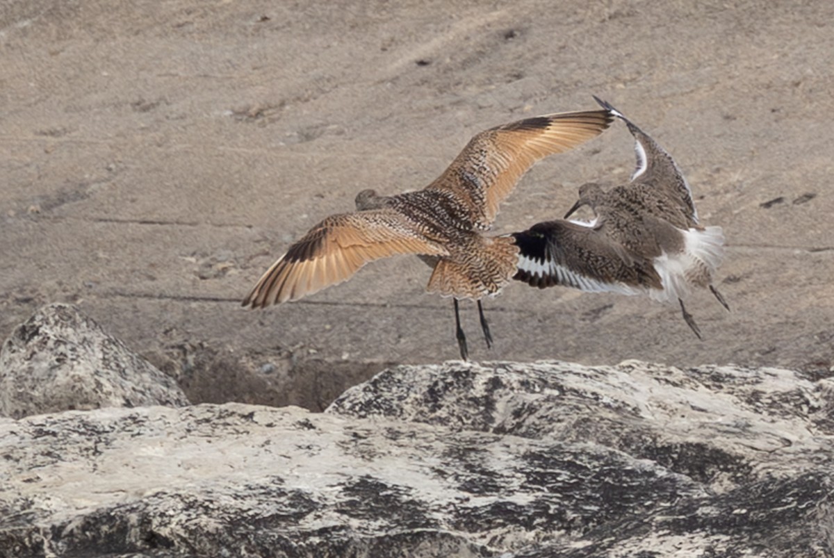 Marbled Godwit - ML638371383