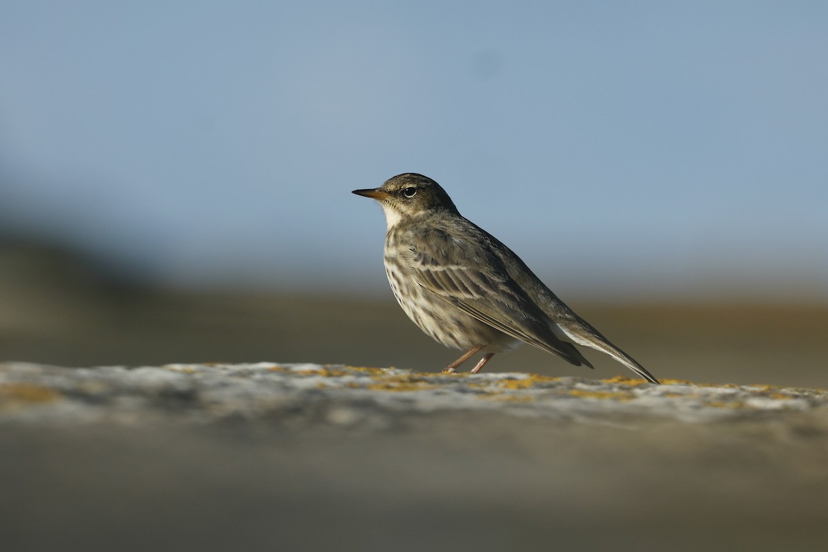 Rock Pipit - ML638371393