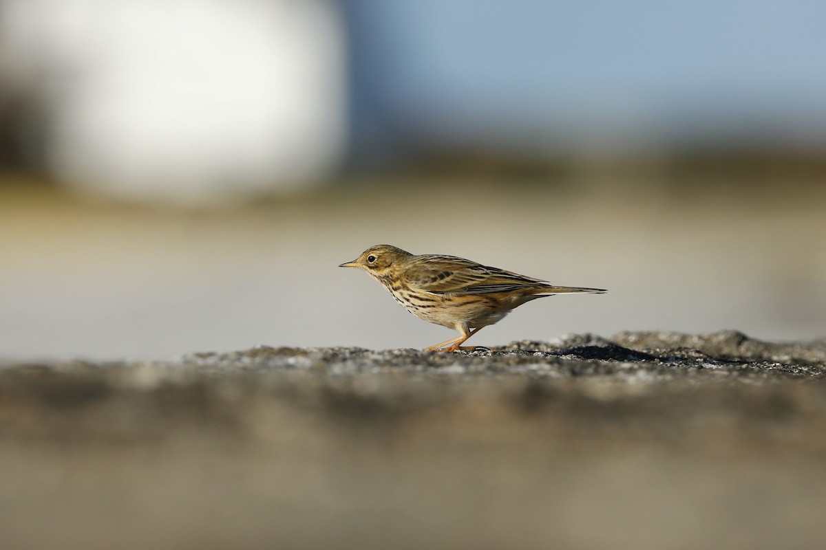 Meadow Pipit - ML638371399