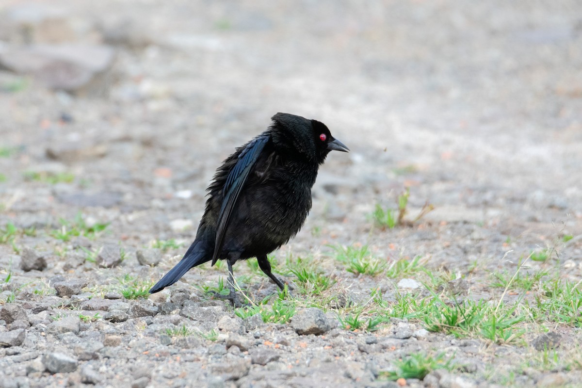 Bronzed Cowbird - ML638371400