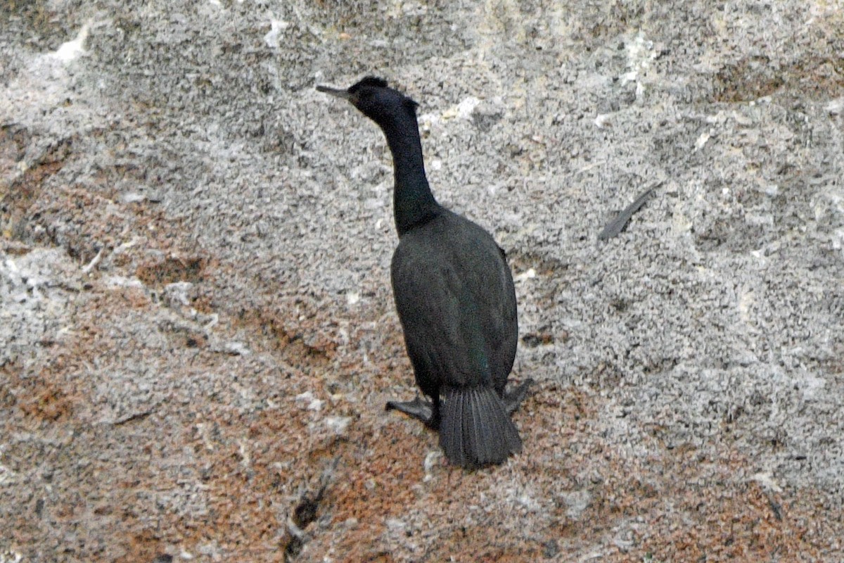 Pelagic Cormorant - ML638371410