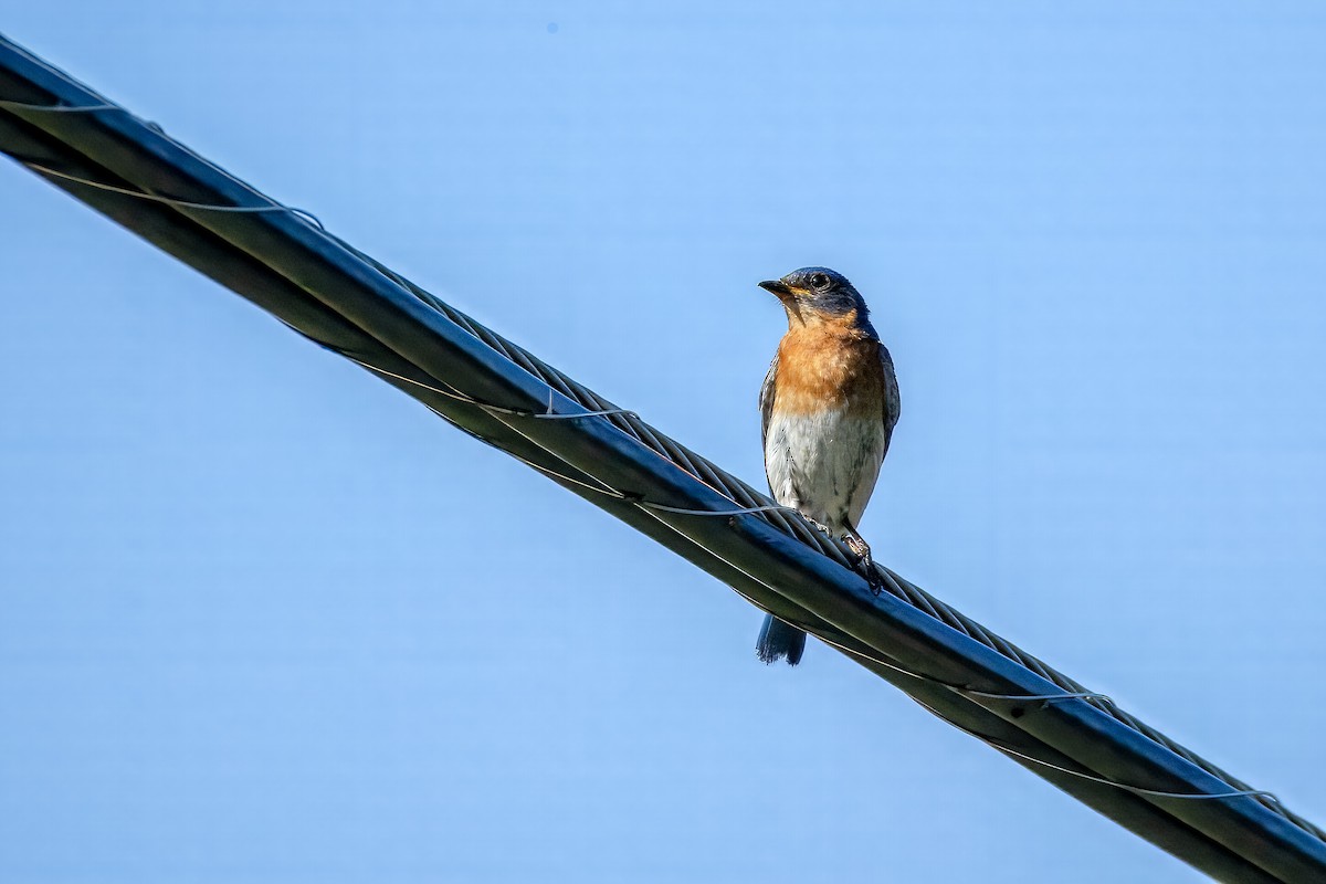 Eastern Bluebird (Eastern) - ML638371425