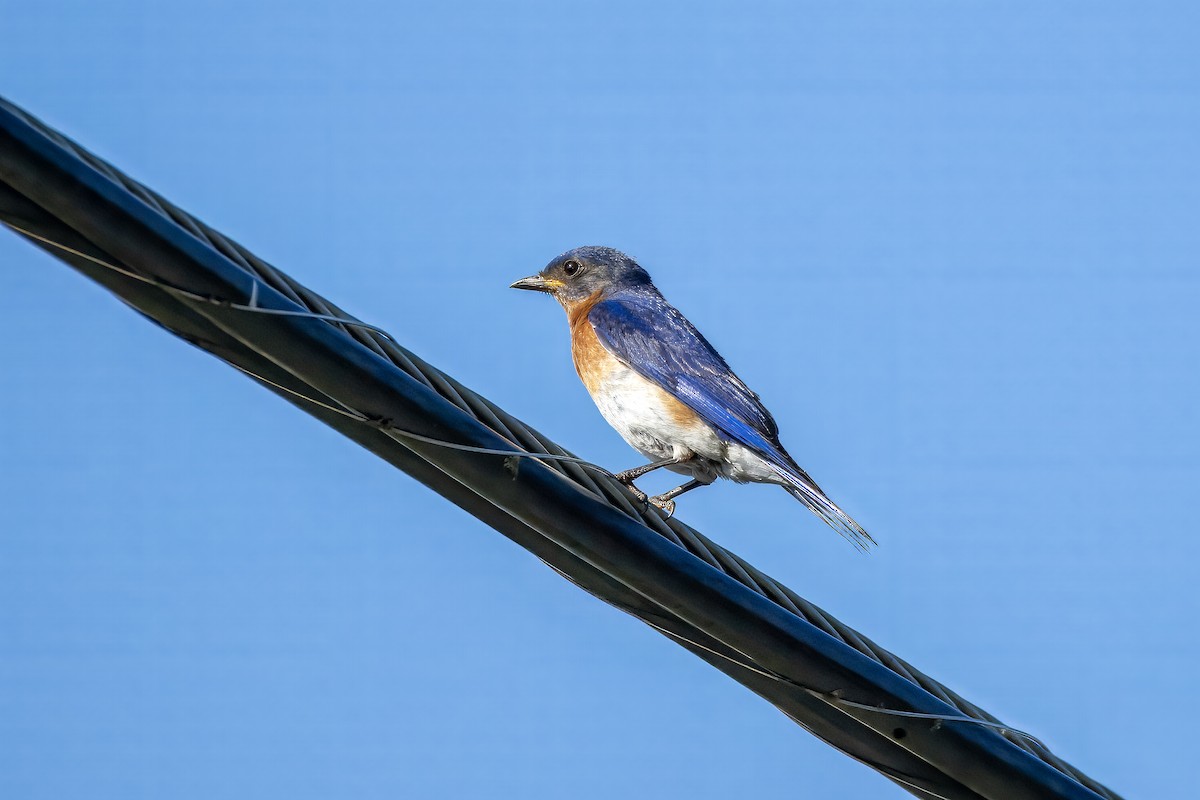 Eastern Bluebird (Eastern) - ML638371426