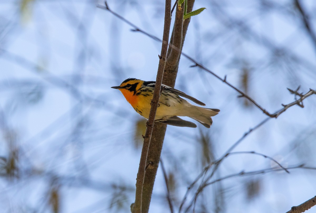 Blackburnian Warbler - ML638371432