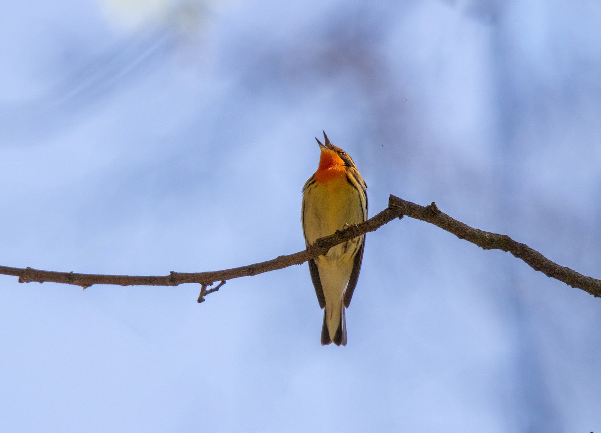 Blackburnian Warbler - ML638371433
