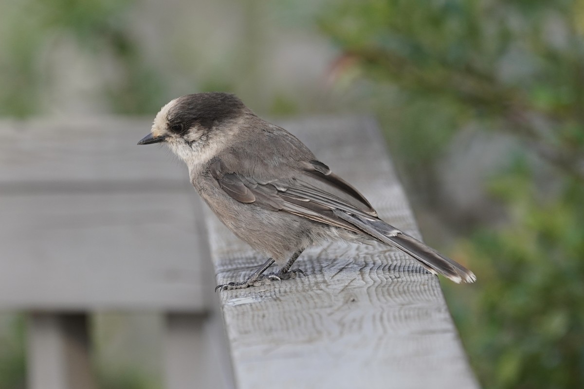 Canada Jay - ML638371446