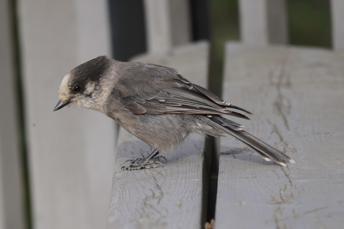 Canada Jay - ML638371449