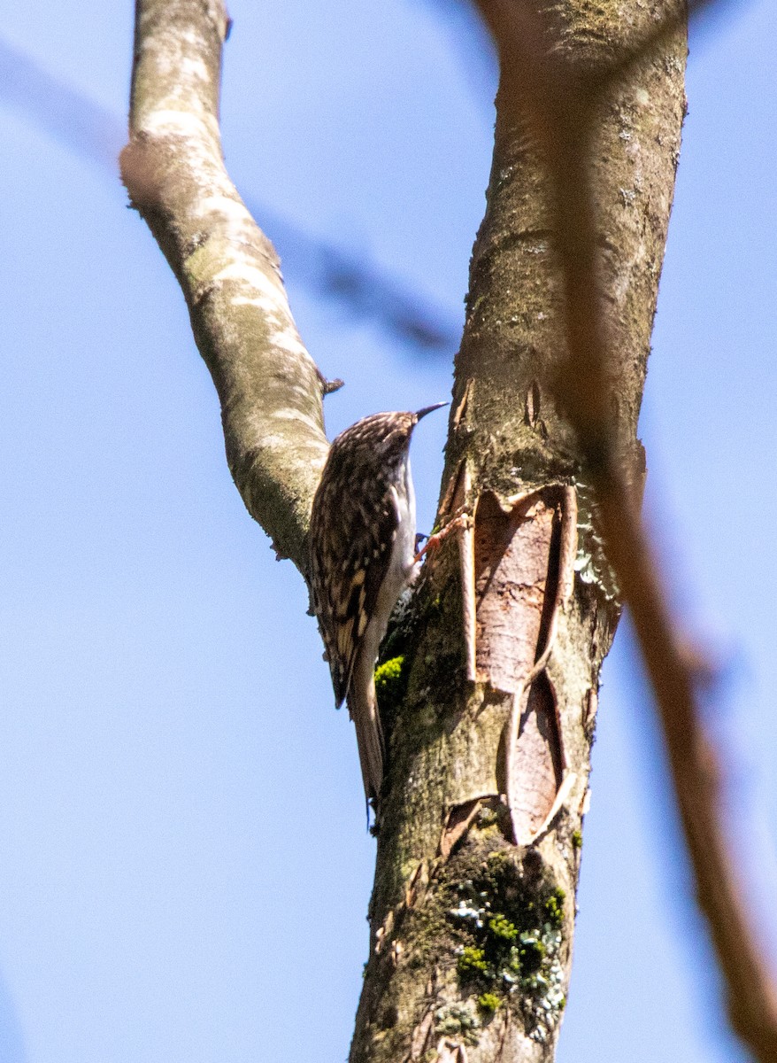 Brown Creeper - ML638371452