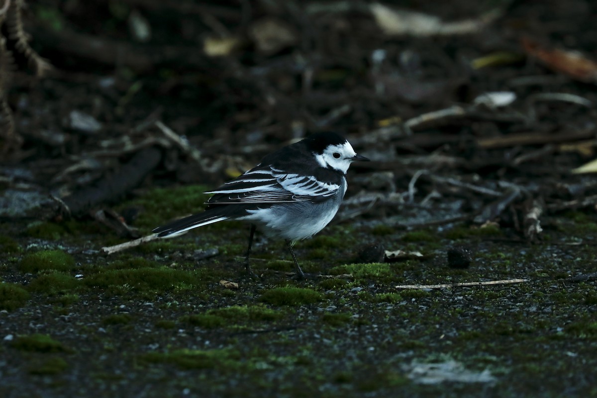 White Wagtail (British) - ML638371454