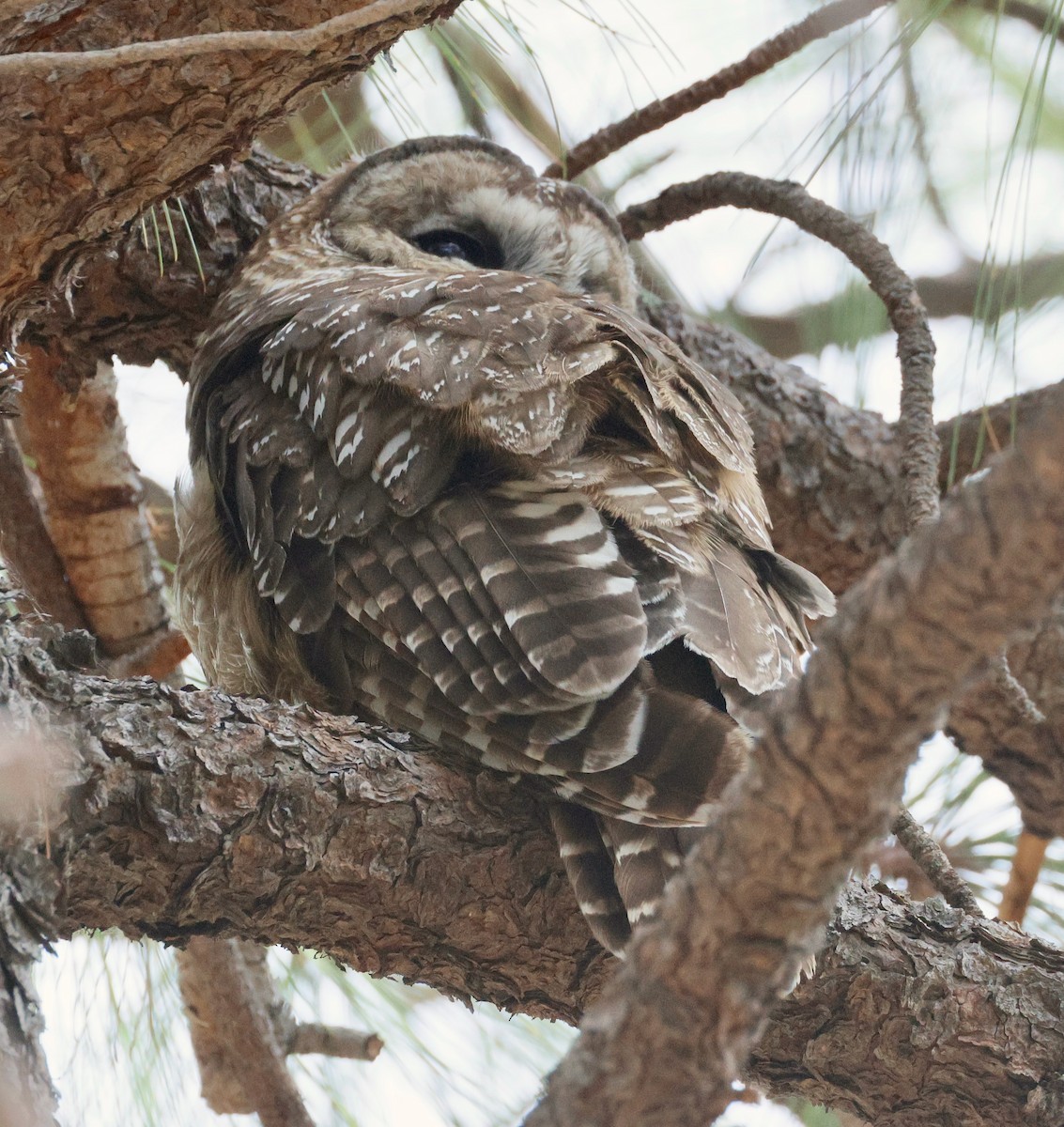ニシアメリカフクロウ - ML638371460