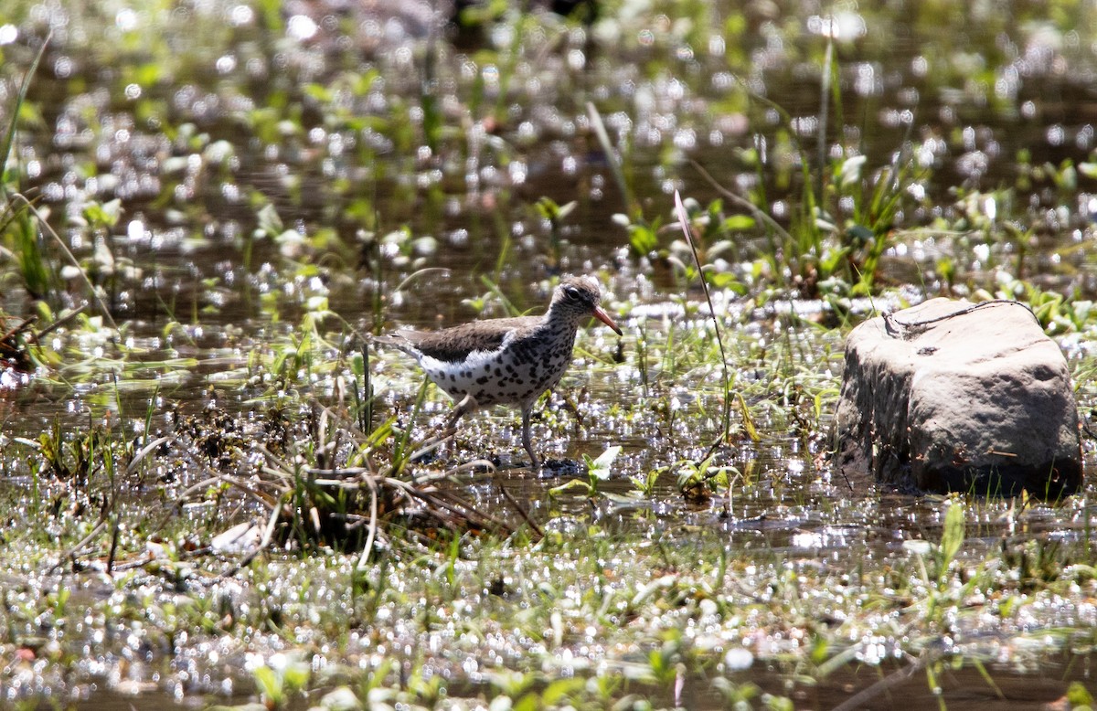 Spotted Sandpiper - ML638371463