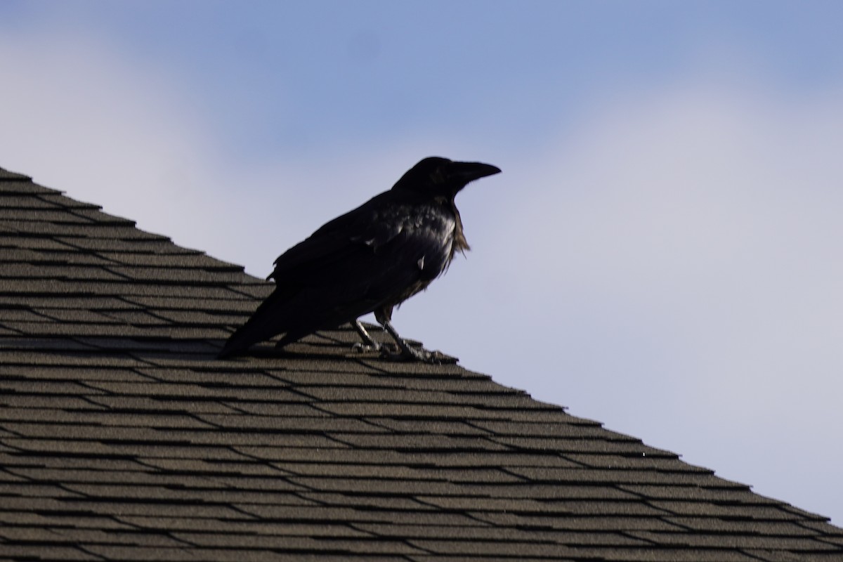 Common Raven - ML638371464
