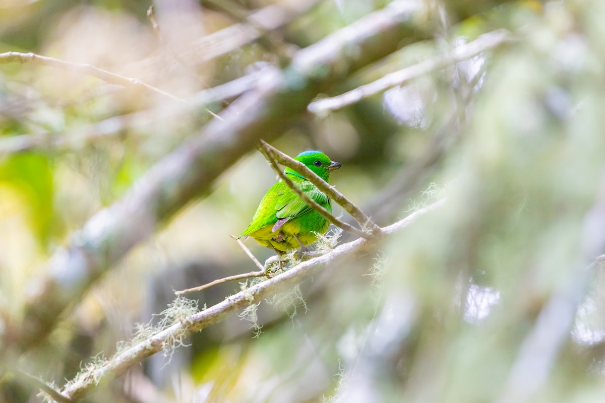 Blue-crowned Chlorophonia - ML638371472