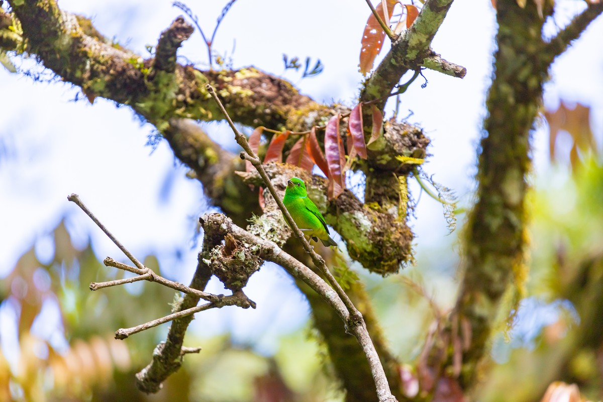 Blue-crowned Chlorophonia - ML638371475