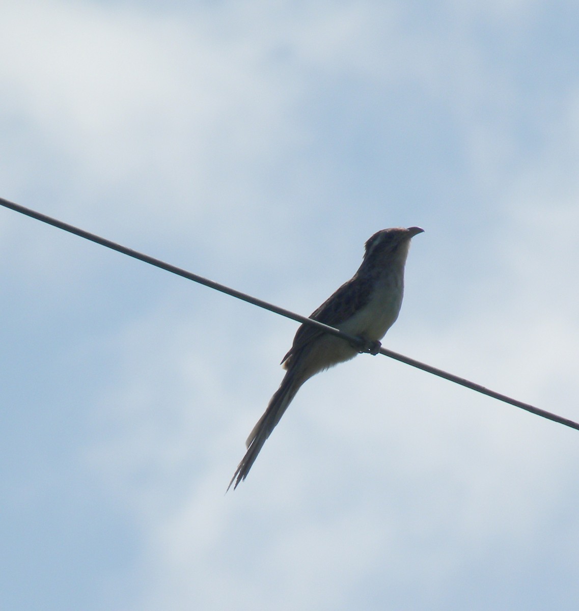 Striped Cuckoo - ML638371477