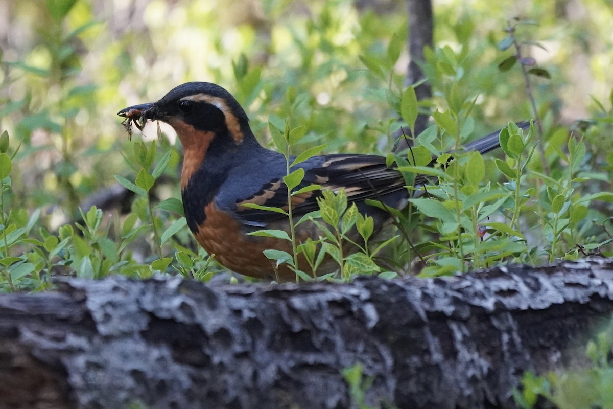 Varied Thrush - ML638371483