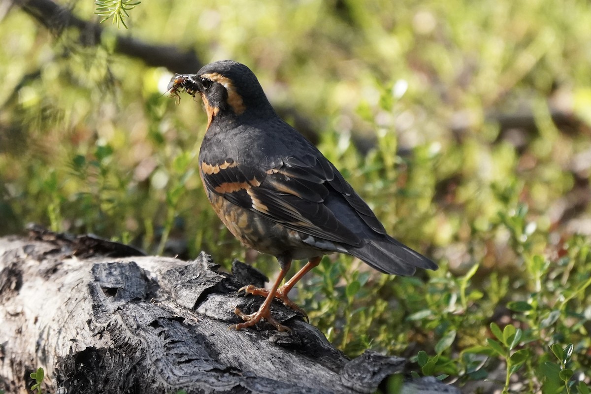 Varied Thrush - ML638371484