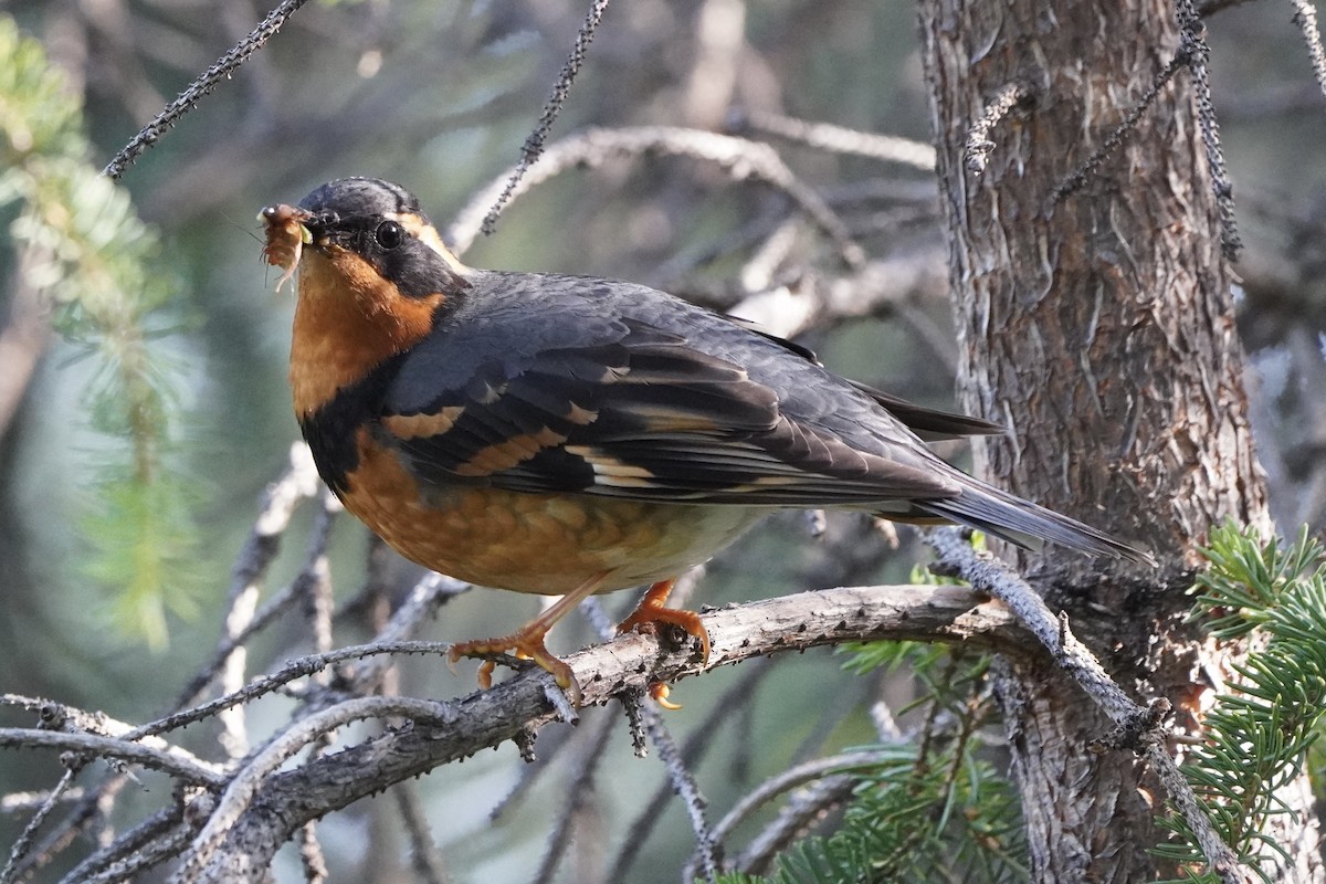 Varied Thrush - ML638371485