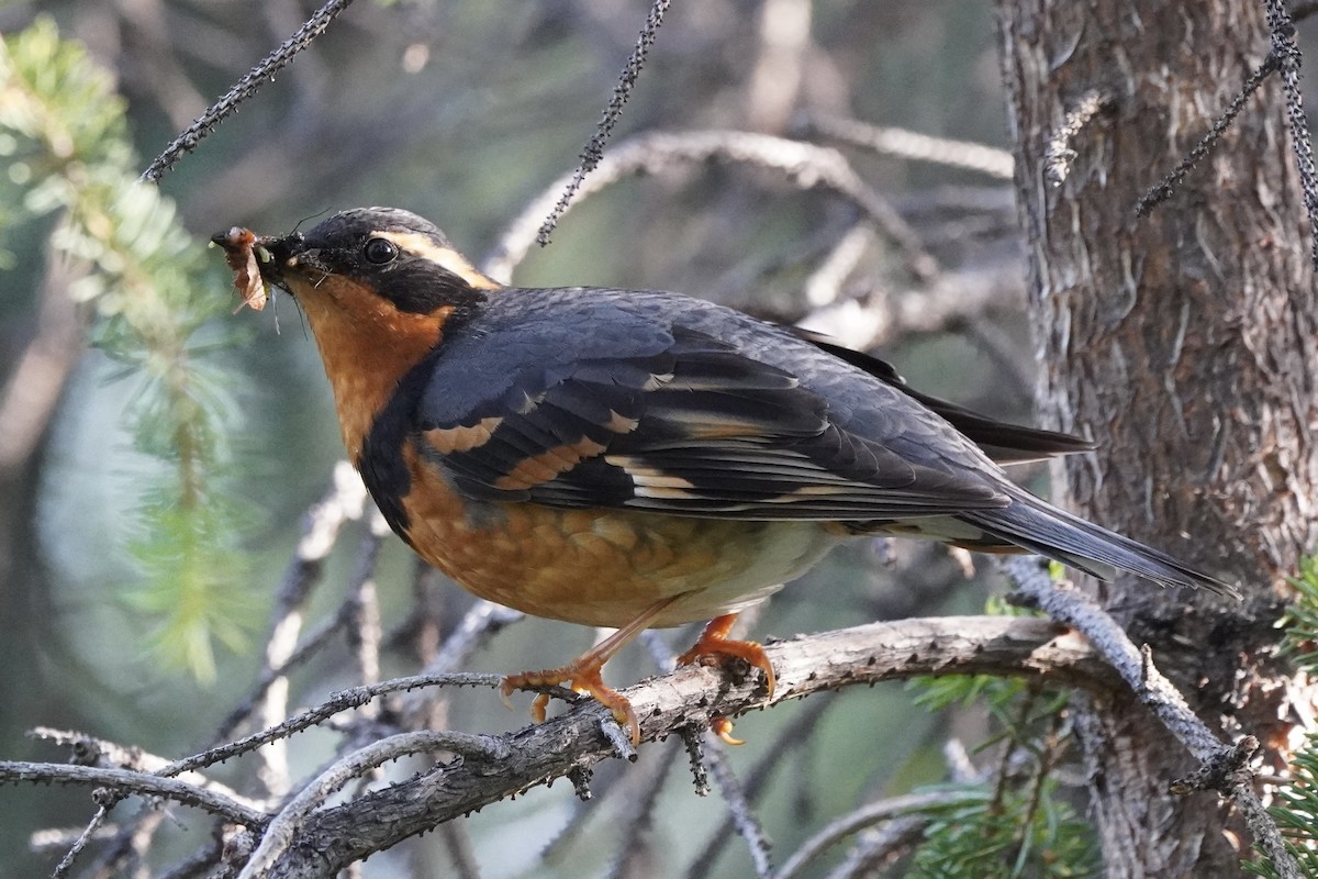 Varied Thrush - ML638371486