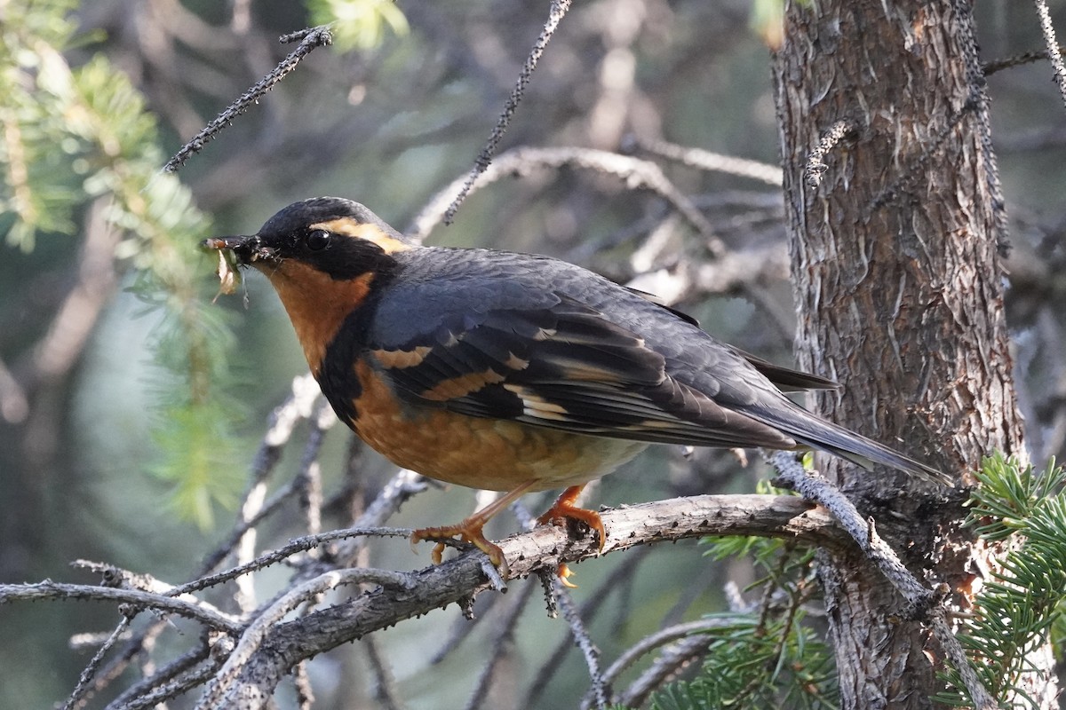 Varied Thrush - ML638371487