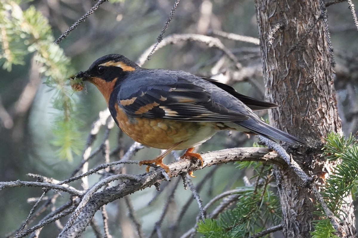 Varied Thrush - ML638371488
