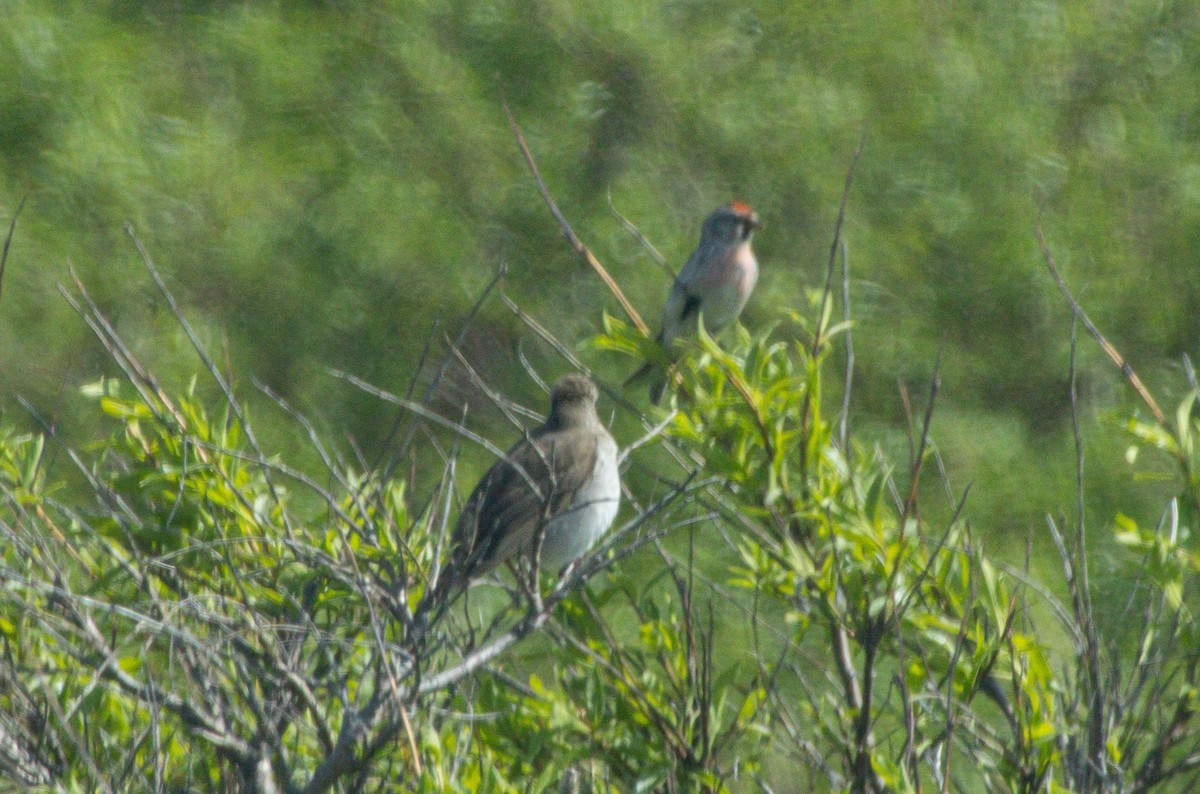 Gray-cheeked Thrush - ML638371489