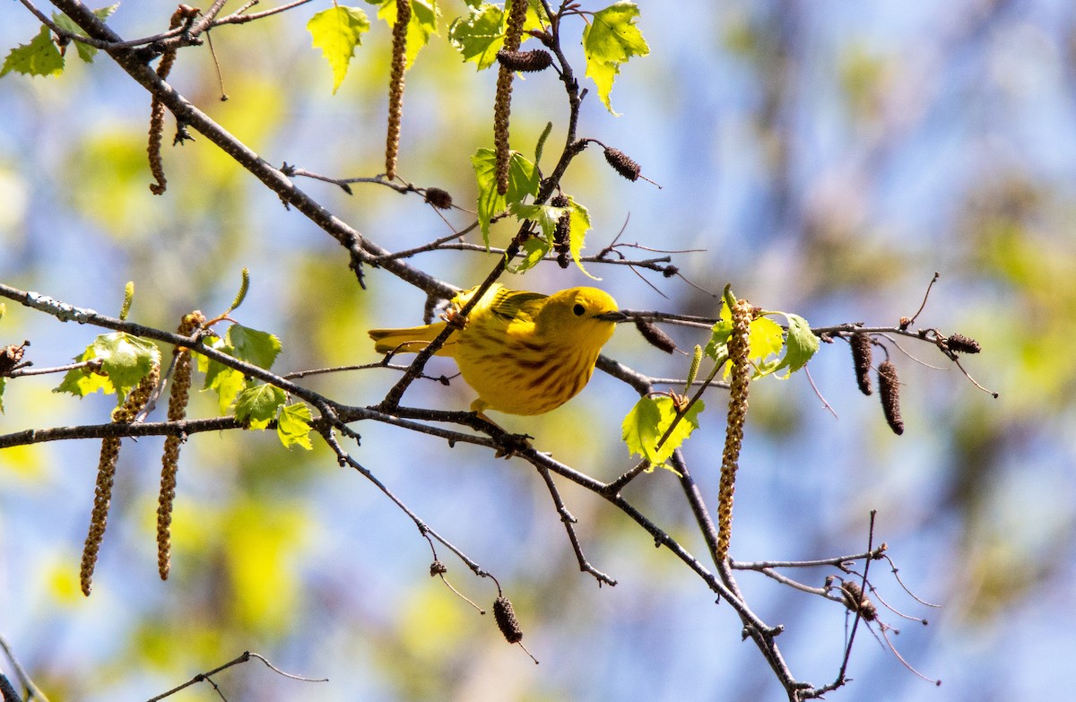 Yellow Warbler (Northern) - ML638371490