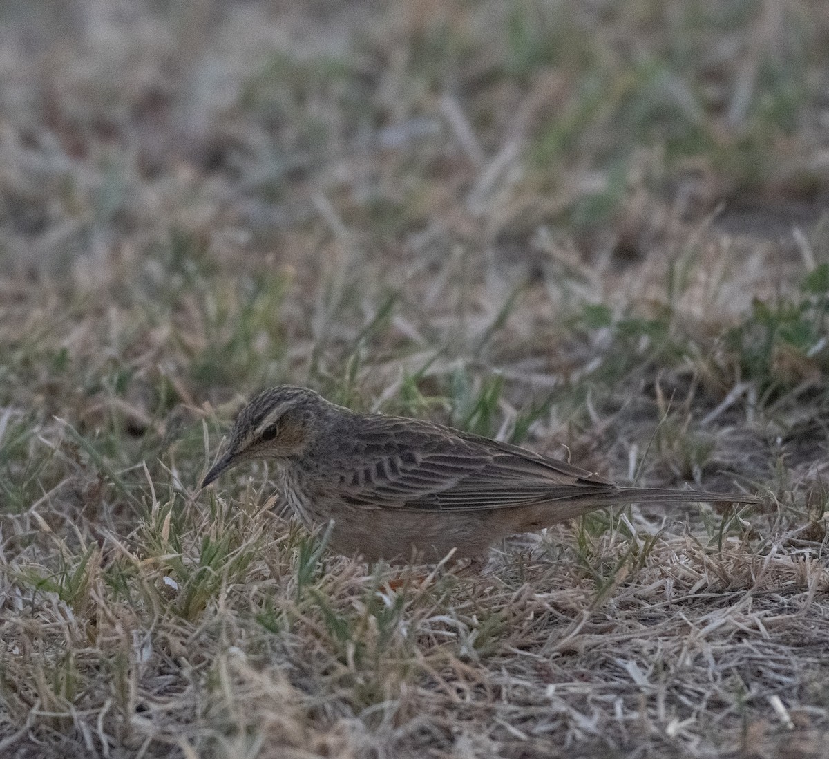 Long-billed Pipit - ML638371496