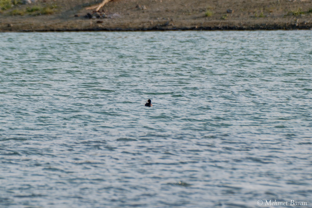 anatidé sp. (canard barboteur sp.) - ML638371517