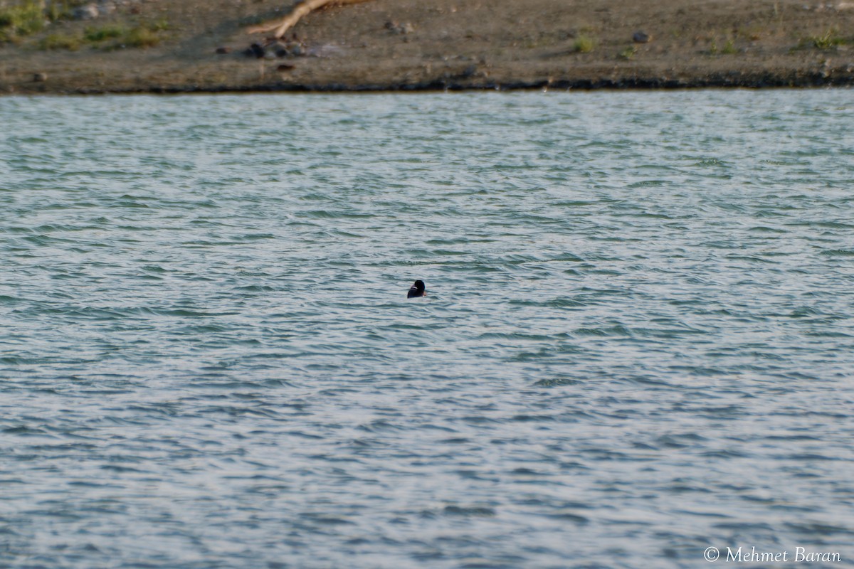 anatidé sp. (canard barboteur sp.) - ML638371521