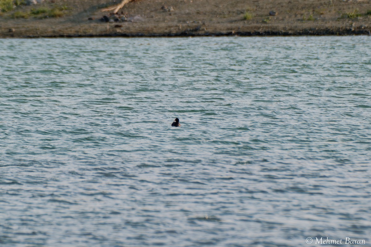 anatidé sp. (canard barboteur sp.) - ML638371522