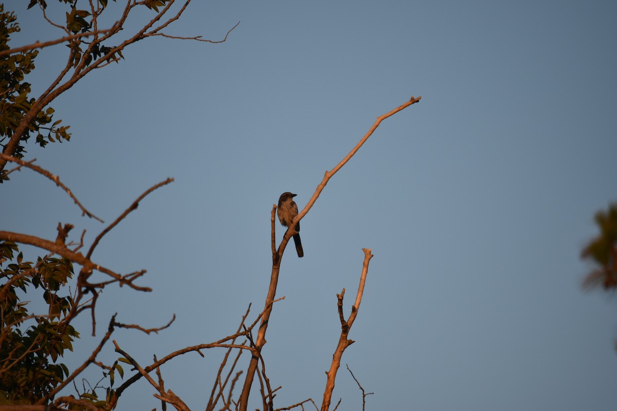 California Scrub-Jay - ML638371535