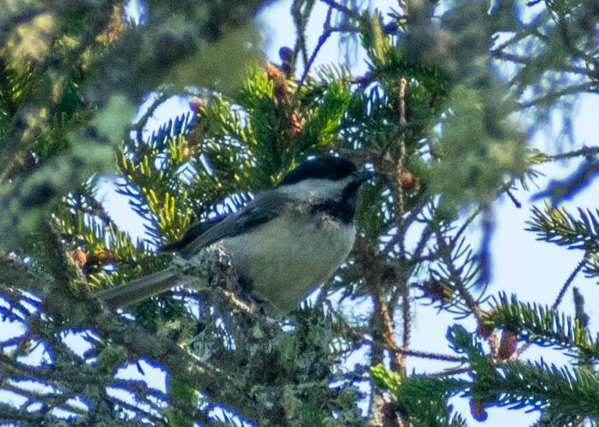 Black-capped Chickadee - ML638371536