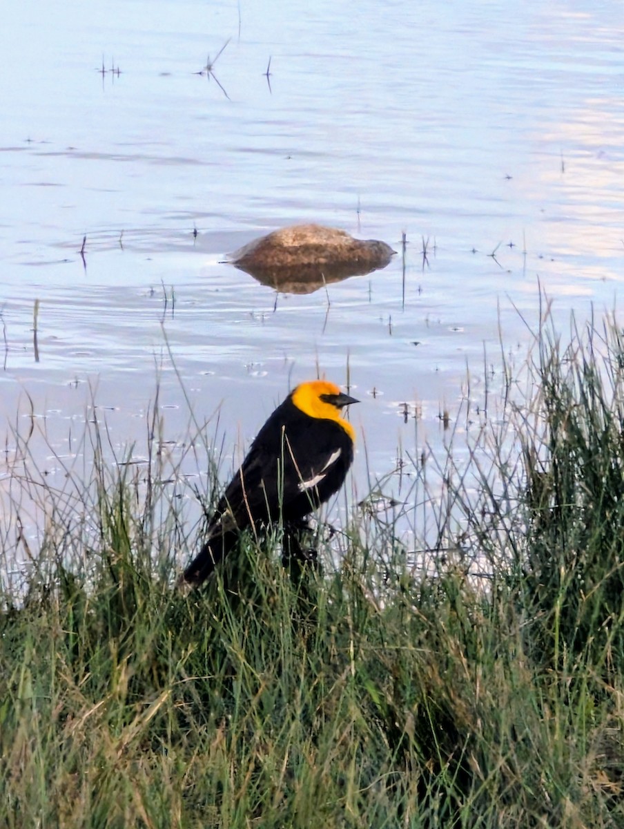 Yellow-headed Blackbird - ML638371537
