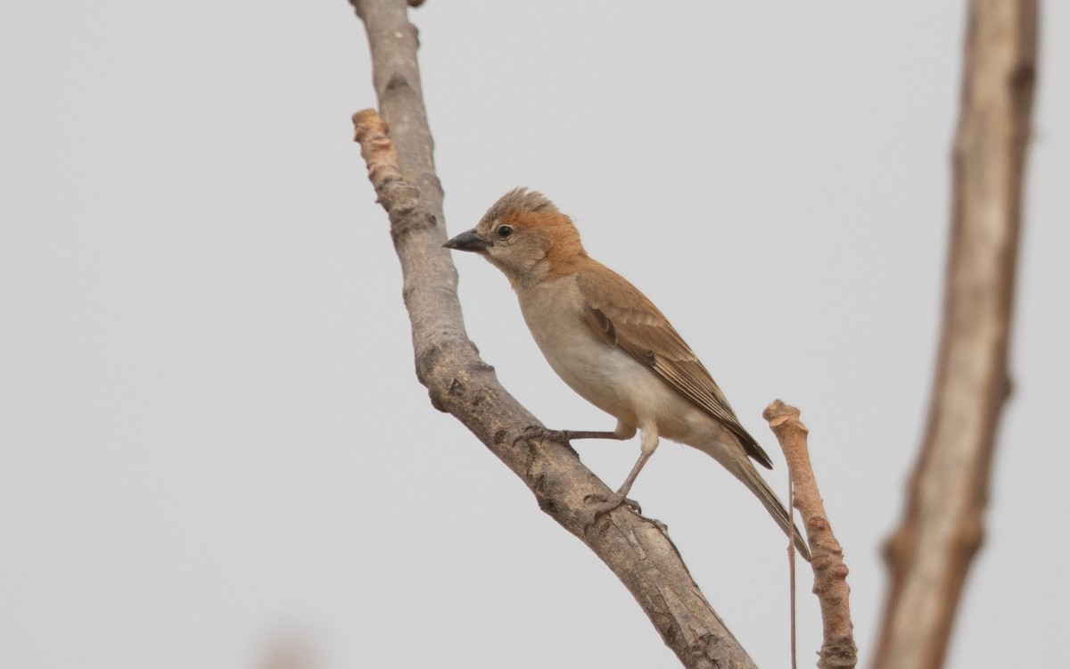 Sahel Bush Sparrow - ML638371541