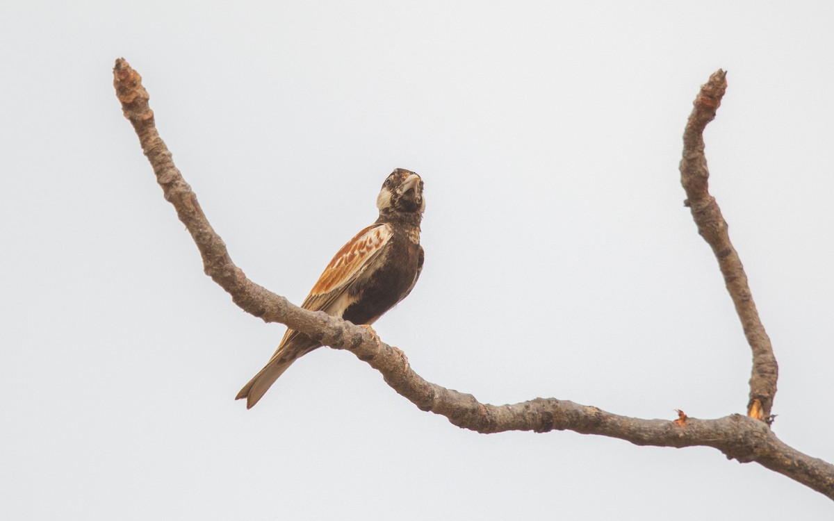 Chestnut-backed Sparrow-Lark - ML638371576