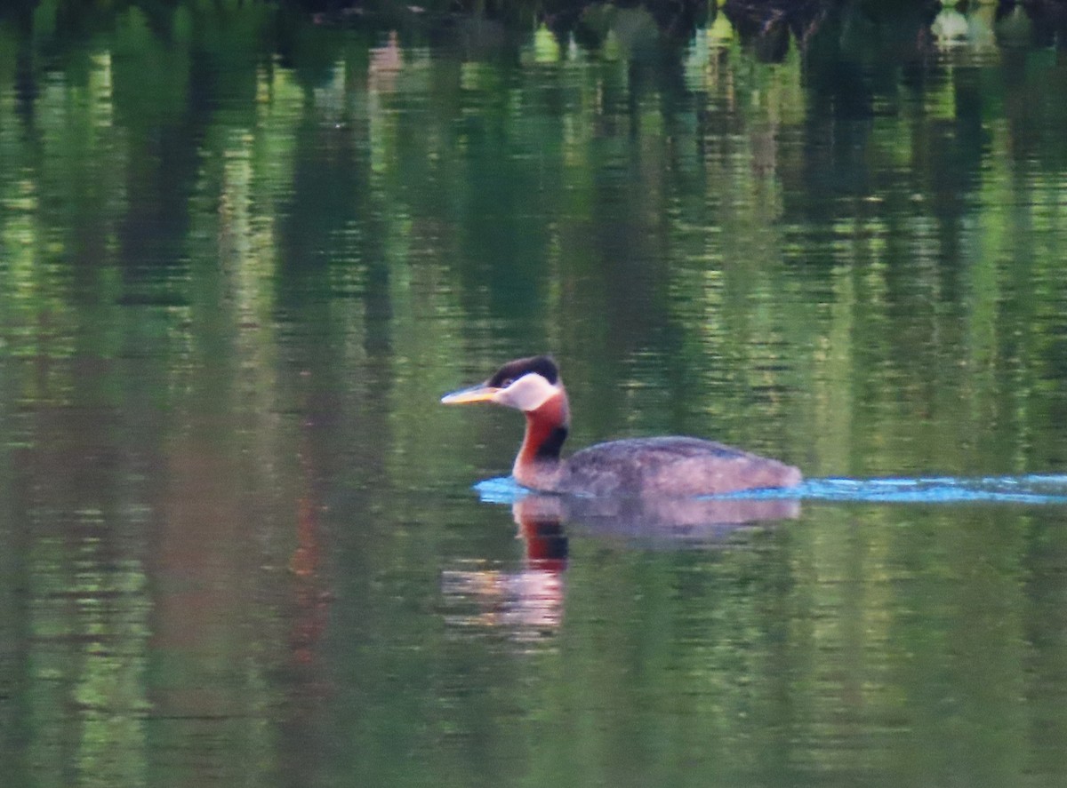 Red-necked Grebe - ML638371577