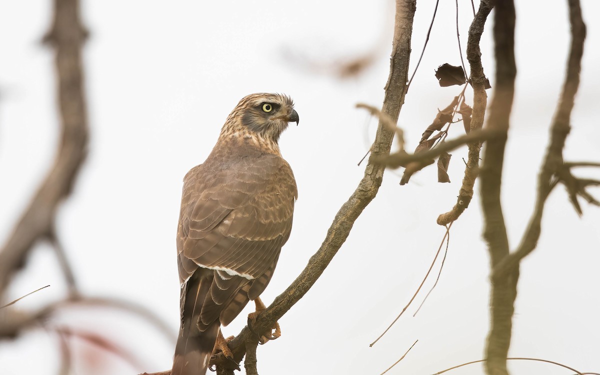 Gabar Goshawk - ML638371591